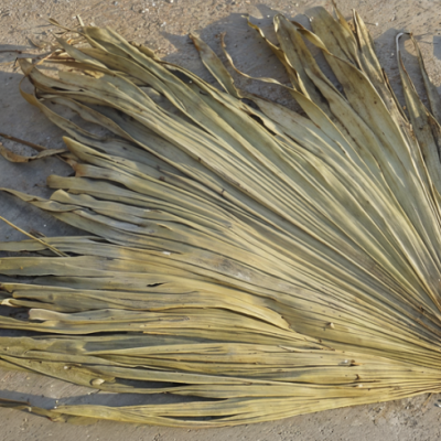 Пальмовые листья Пальмовые листья