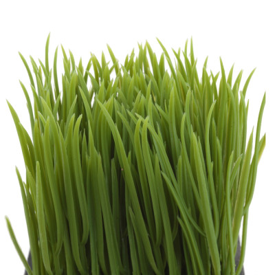 Цветочная композиция "Осока", L10 W10 H16 см Цветочная композиция "Осока", L10 W10 H16 см