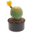 Цветочная композиция "Кактус", L13 W13 H20 см