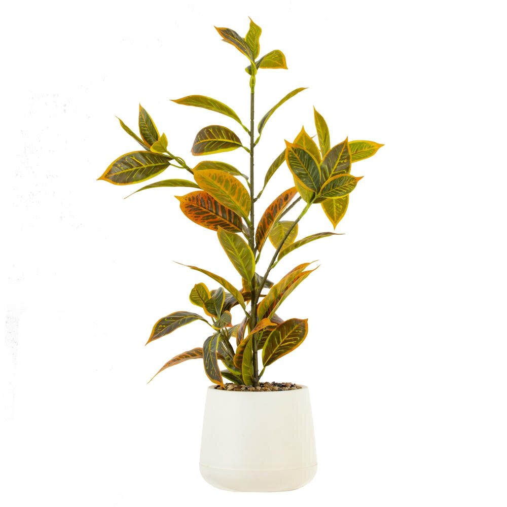 Цветочная композиция "Кодиеум", L26 W36 H60 см