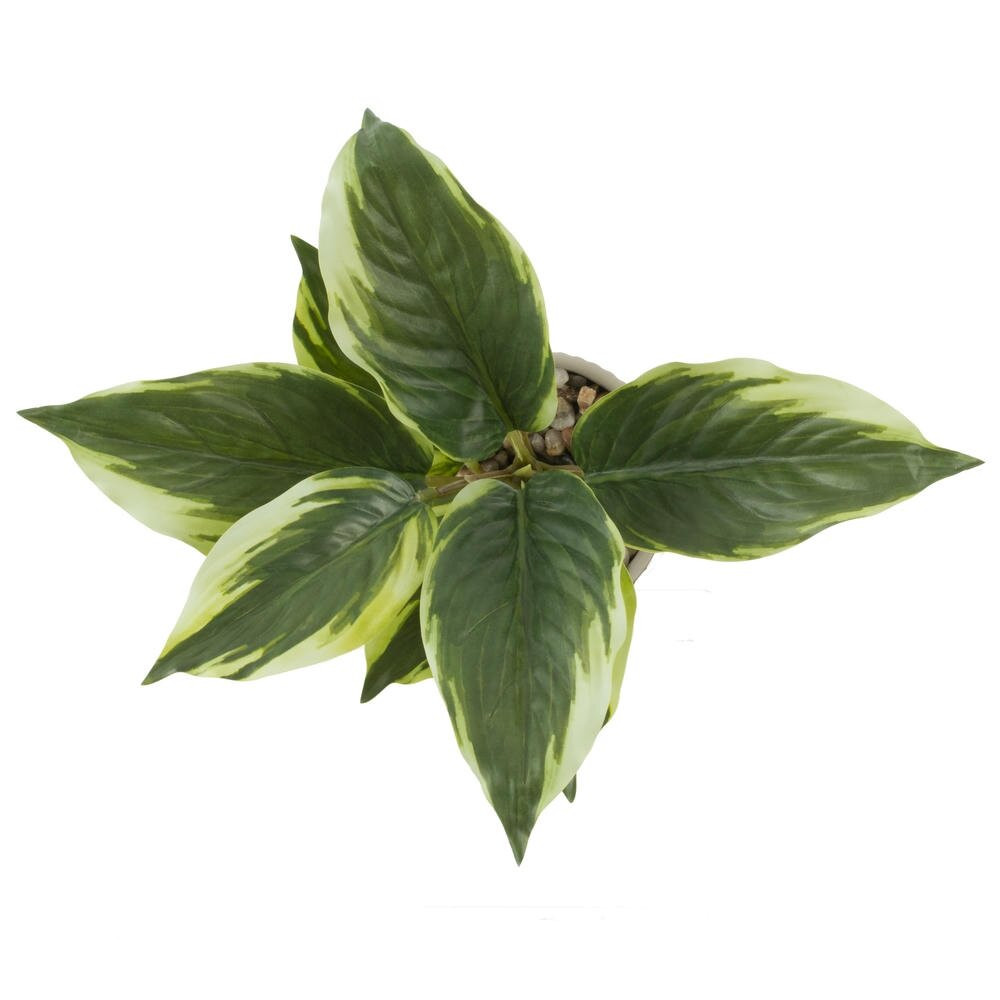 Цветочная композиция "Спатифиллум", L24 W22 H25 см