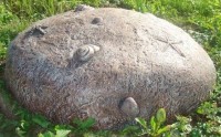 Декоративный камень с ракушками
