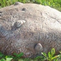 Декоративный камень с ракушками