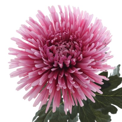 Цветок искусственный "Астра", L19 W19 H91 см