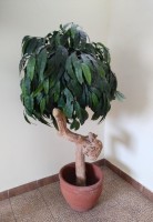 Декоративное дерево "Манго" 