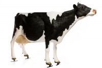 Объемная садовая фигурка "Черно-белая корова"       
