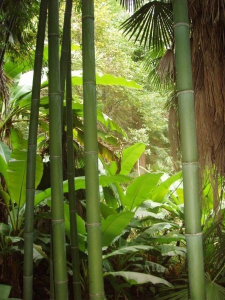 Бамбуковые палки 1 м из каталога Vintajj