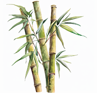 Бамбук
